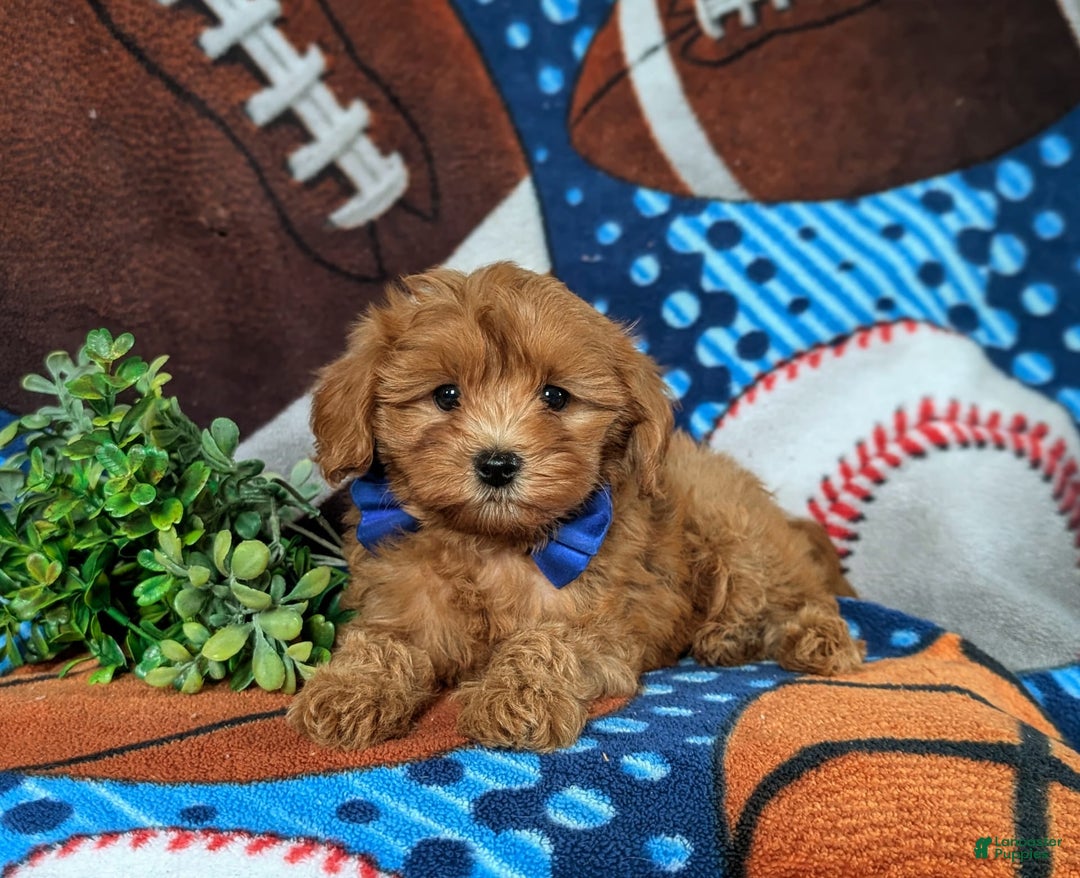 Cavapoo dogs for sale: Lewis Toy Size Hypoallergenic - Image 5