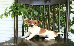 Jack Russell Terrier dogs for sale: Zola - Image 4