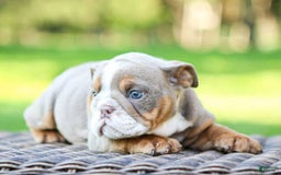 English Bulldog dogs for sale: Lexie - Image 21