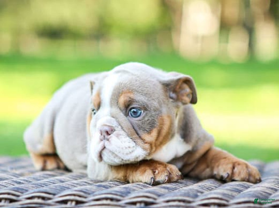 English Bulldog dogs for sale: Lexie - Image 21