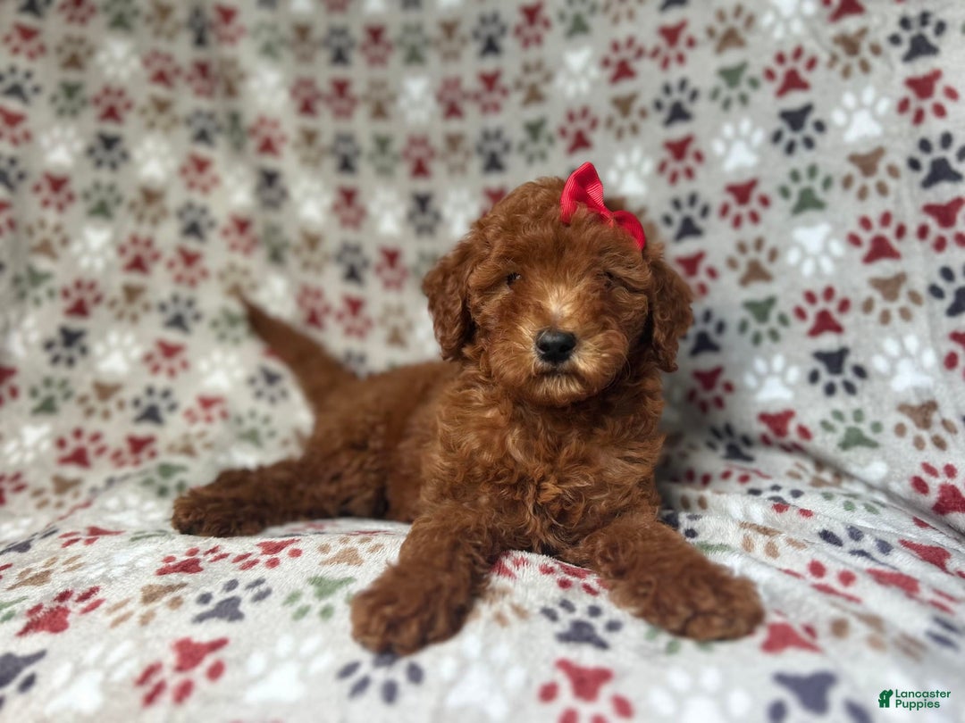 Mini Goldendoodle dogs for sale: Rain - Image 4