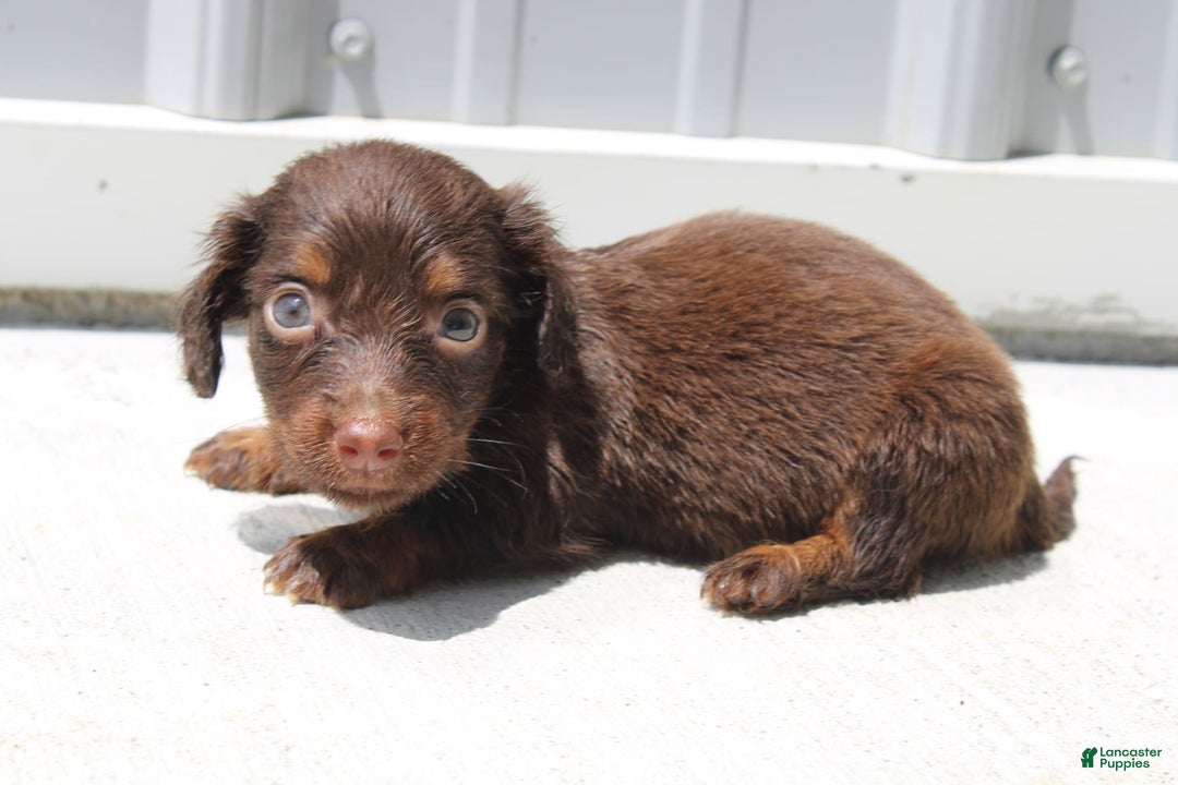 Dachshund dogs for sale: Austin Mini - Image 20
