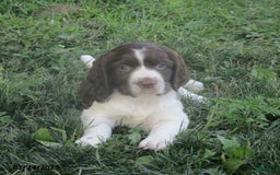 English Springer Spaniel dogs for sale: Mabel - Image 2