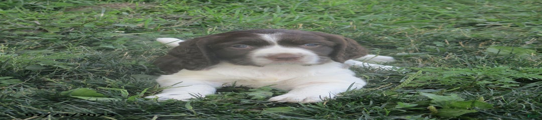 Mabel