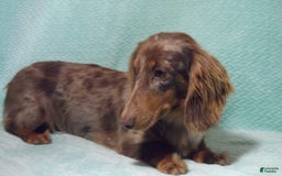 Miniature Dachshund dogs for sale: Odie -akc - Image 9
