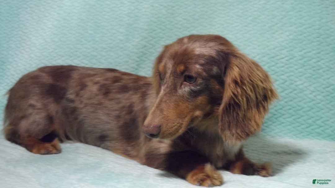 Miniature Dachshund dogs for sale: Odie -akc - Image 9