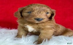 Mini Goldendoodle dogs for sale: Ash - Image 2