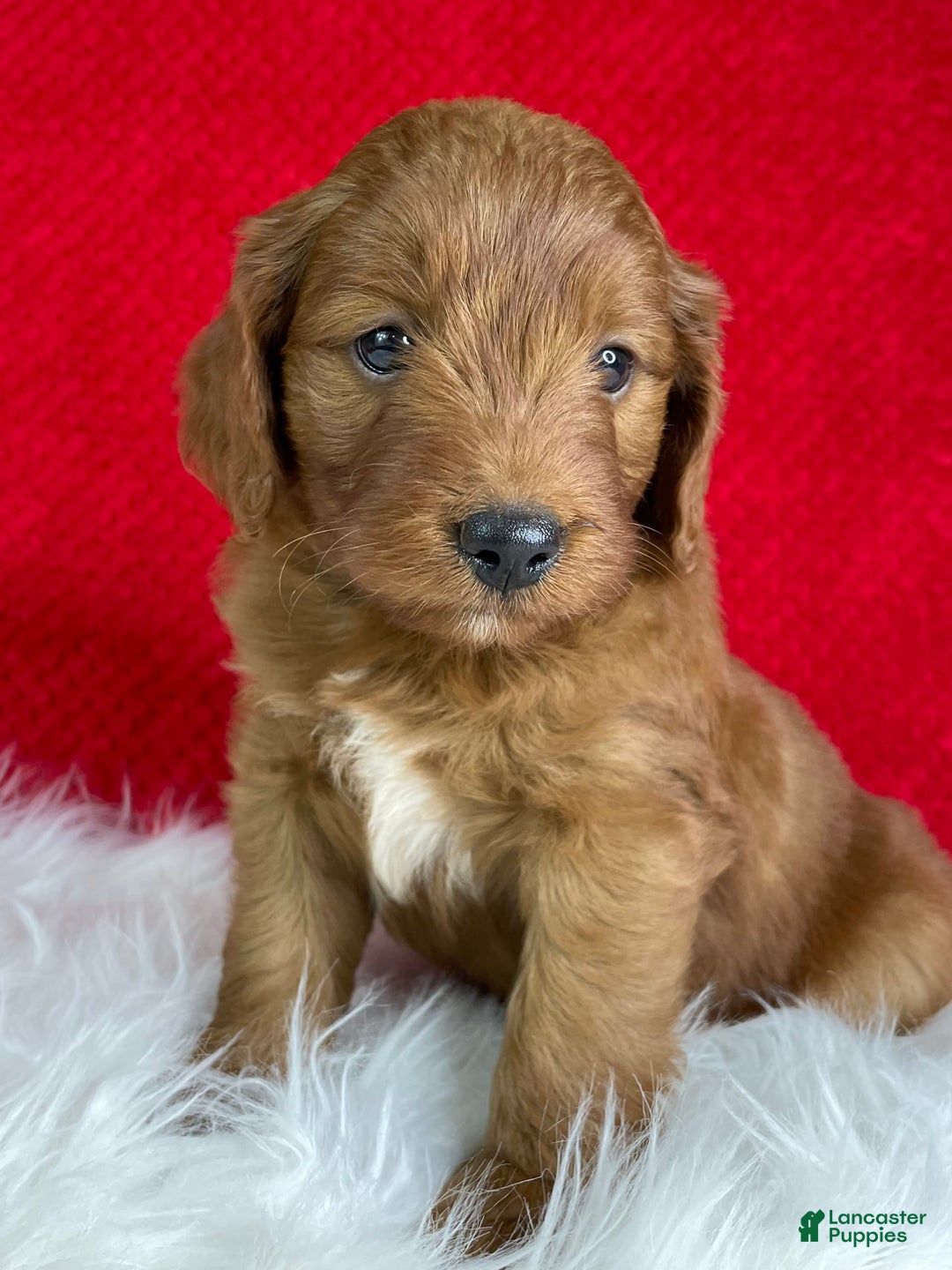 Mini Goldendoodle dogs for sale: Ash - Image 2