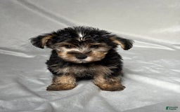 Bichpoo dogs for sale: Oliver - Image 5