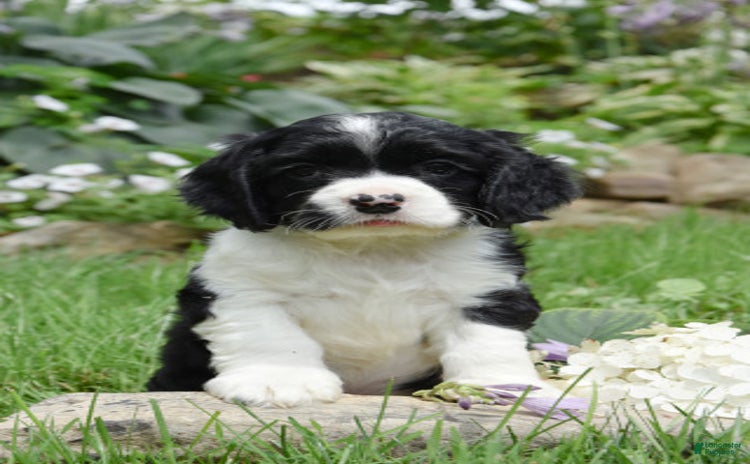 Cocker Spaniel dogs for sale - Ad 2