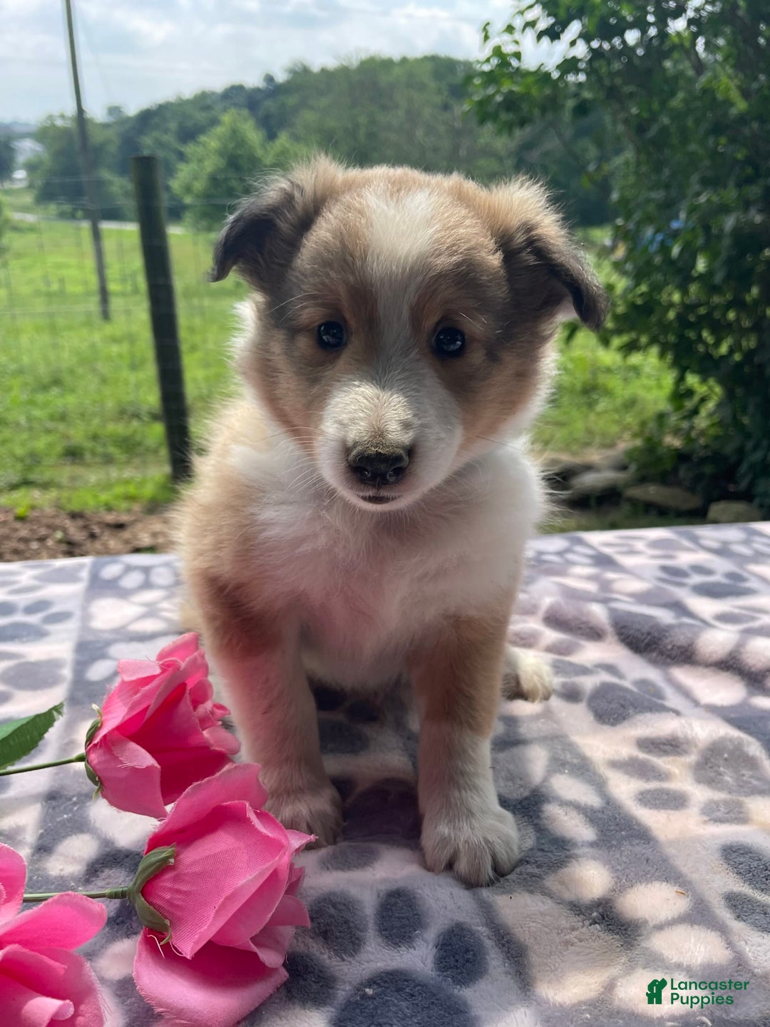 Shetland Sheepdog dogs for sale: Travis - Image 1