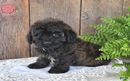 Havapoo dogs for sale: Lark - Image 2
