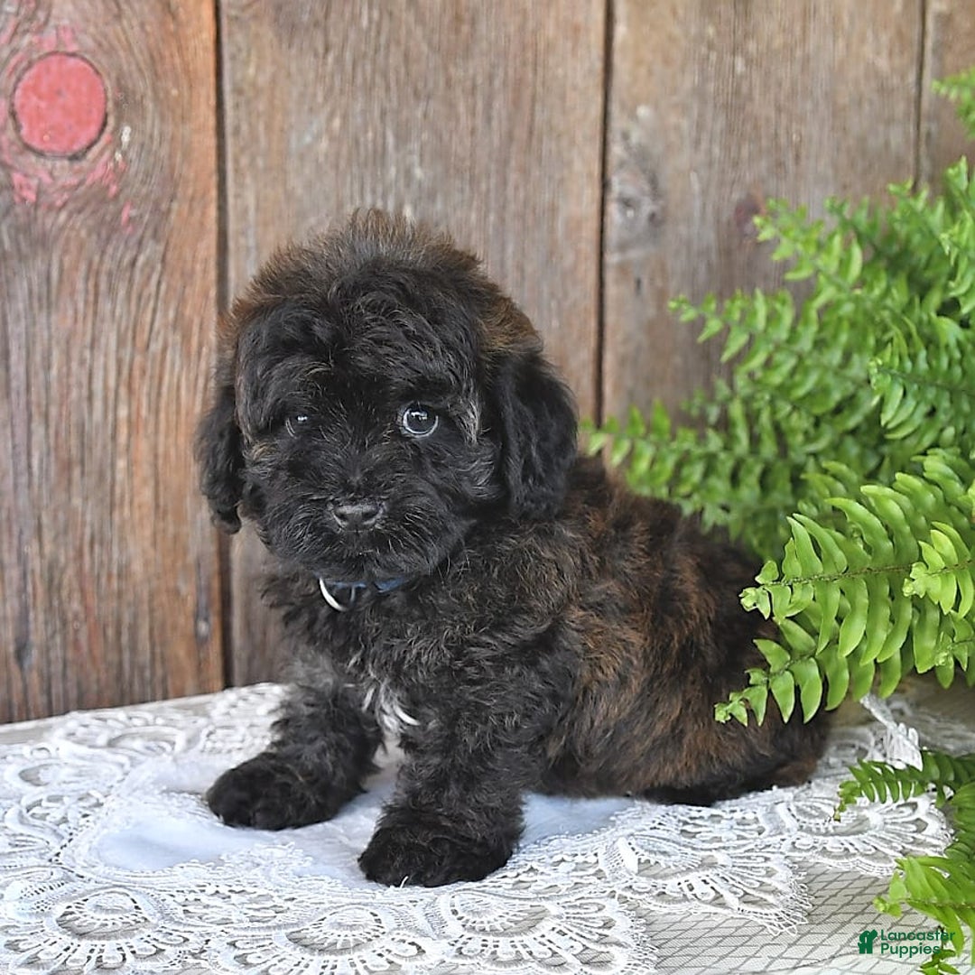 Havapoo dogs for sale: Lark - Image 2