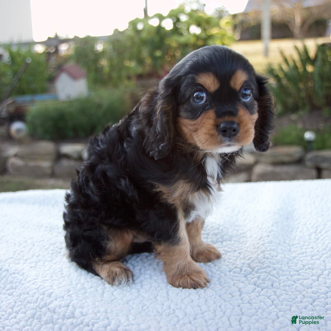 Cavalier King Charles Spaniel dogs for sale: Cooper - Image 10