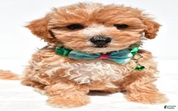Maltipoo dogs for sale: Deon - Image 1