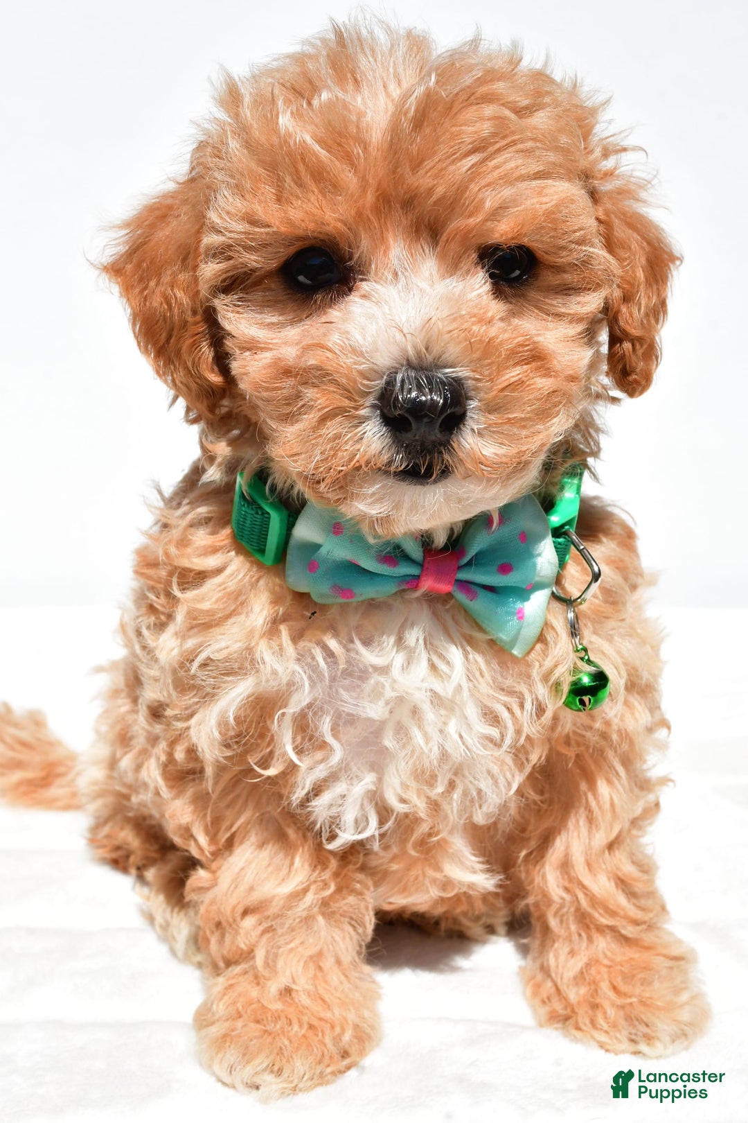 Maltipoo dogs for sale: Deon - Image 1