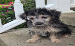 Yorkiepoo dogs for sale: Ken - Image 3