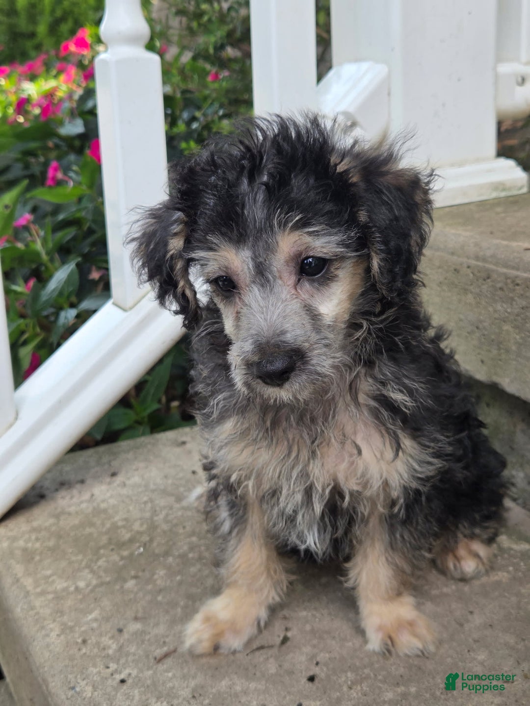Yorkiepoo dogs for sale: Ken - Image 3