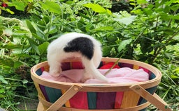 Border Collie dogs for sale: Snowflake - Image 2