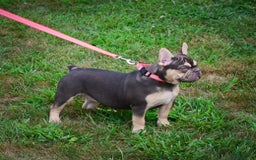 French Bulldog dogs for sale: Nova - Image 2