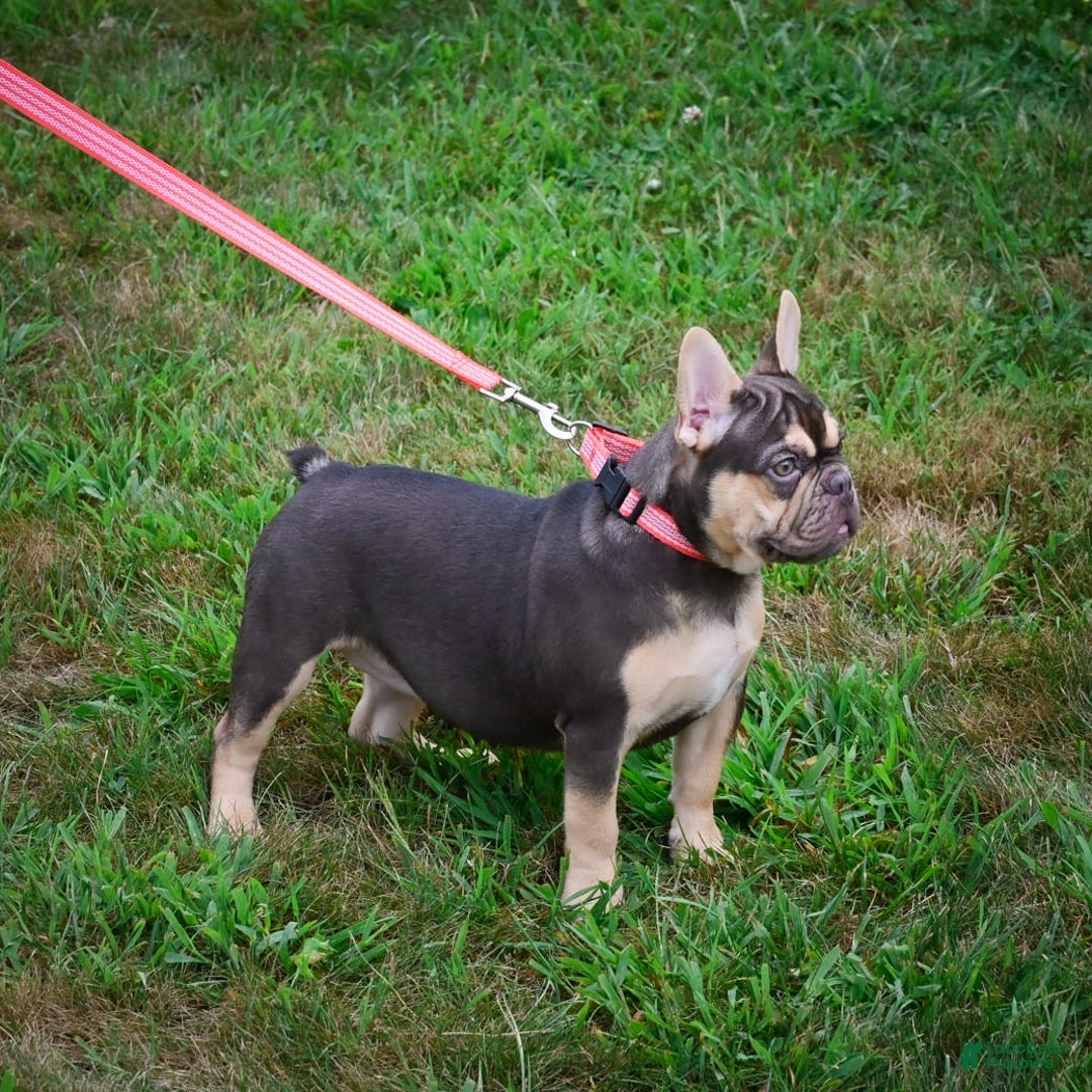 French Bulldog dogs for sale: Nova - Image 2