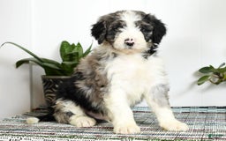 Aussiedoodle dogs for sale: Tucker - Image 3