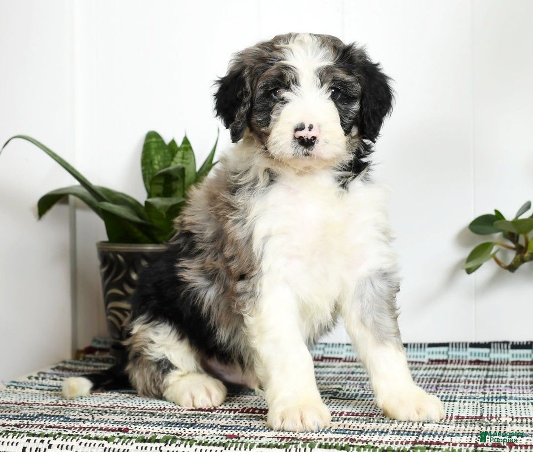 Aussiedoodle dogs for sale: Tucker - Image 3