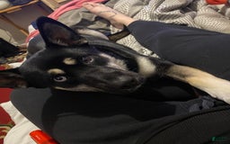 German Shepherd dogs for sale: Mix - Image 2