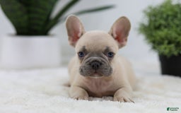 French Bulldog dogs for sale: French Bulldog 5 puppies - Image 23