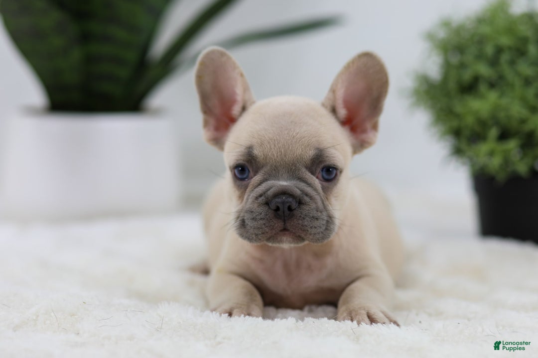French Bulldog dogs for sale: French Bulldog 5 puppies - Image 23