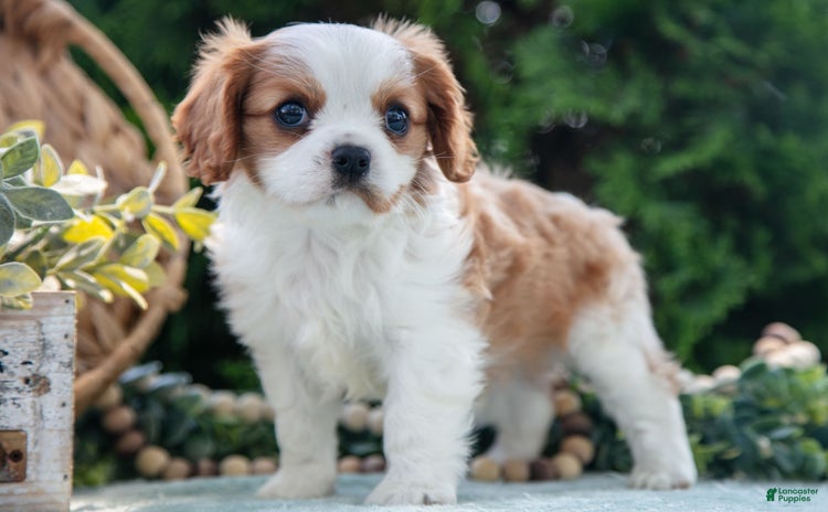 Cavalier King Charles Spaniel dogs for sale - Ad 3