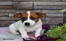 Jack Russell Terrier dogs for sale: Snickers - Image 2