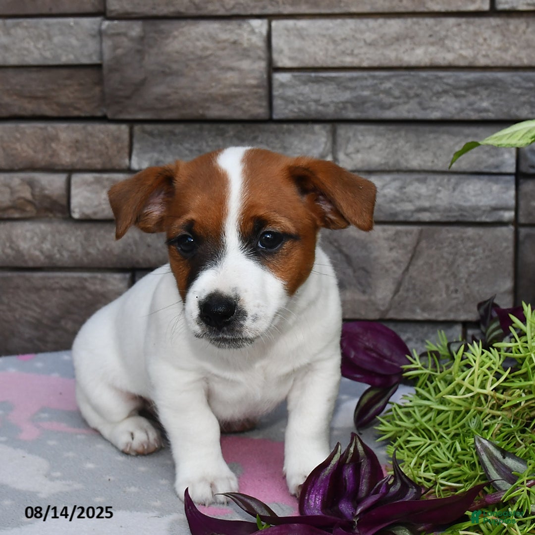 Jack Russell Terrier dogs for sale: Snickers - Image 2