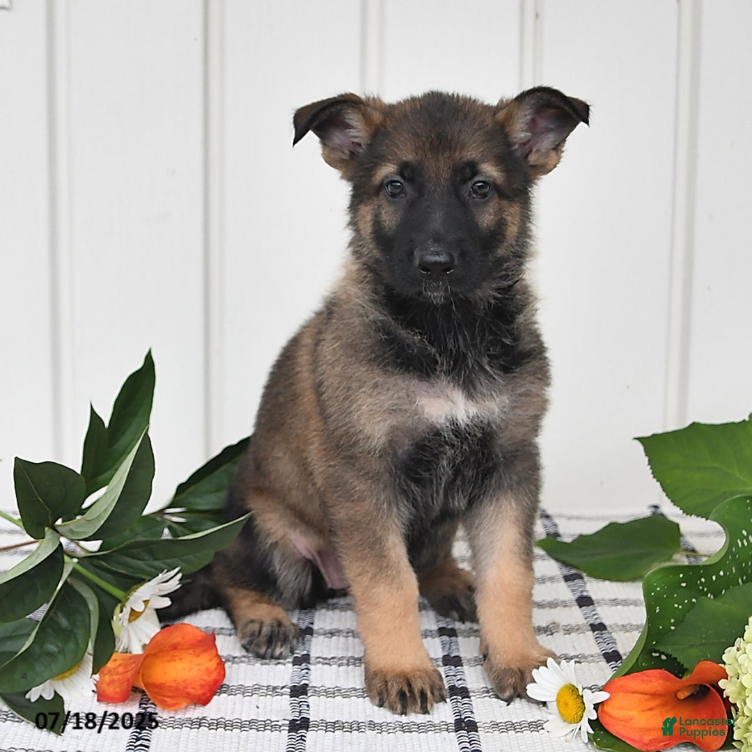 German Shepherd dogs for sale: Becky - Image 4