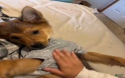 German Shepherd dogs for sale: Hachi - Image 9