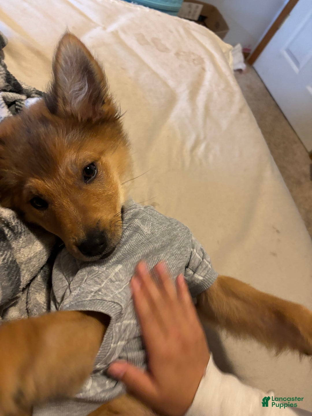 German Shepherd dogs for sale: Hachi - Image 9