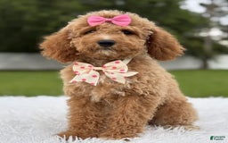 Mini Goldendoodle dogs for sale: Alani - Image 1