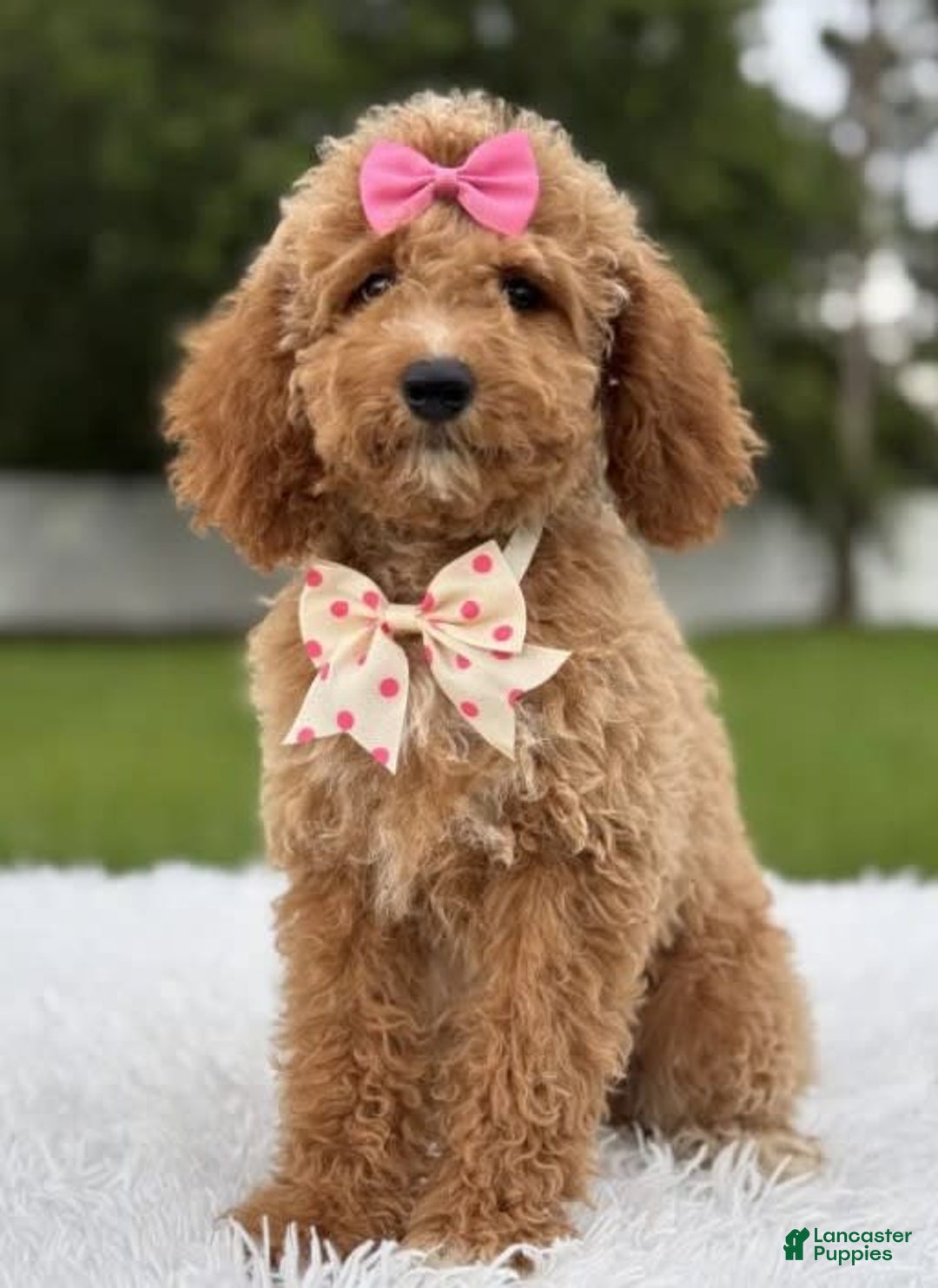 Mini Goldendoodle dogs for sale: Alani - Image 1