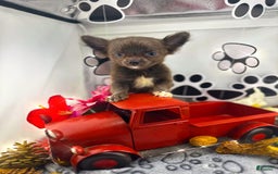 Chihuahua dogs for sale: Rosco - Image 2