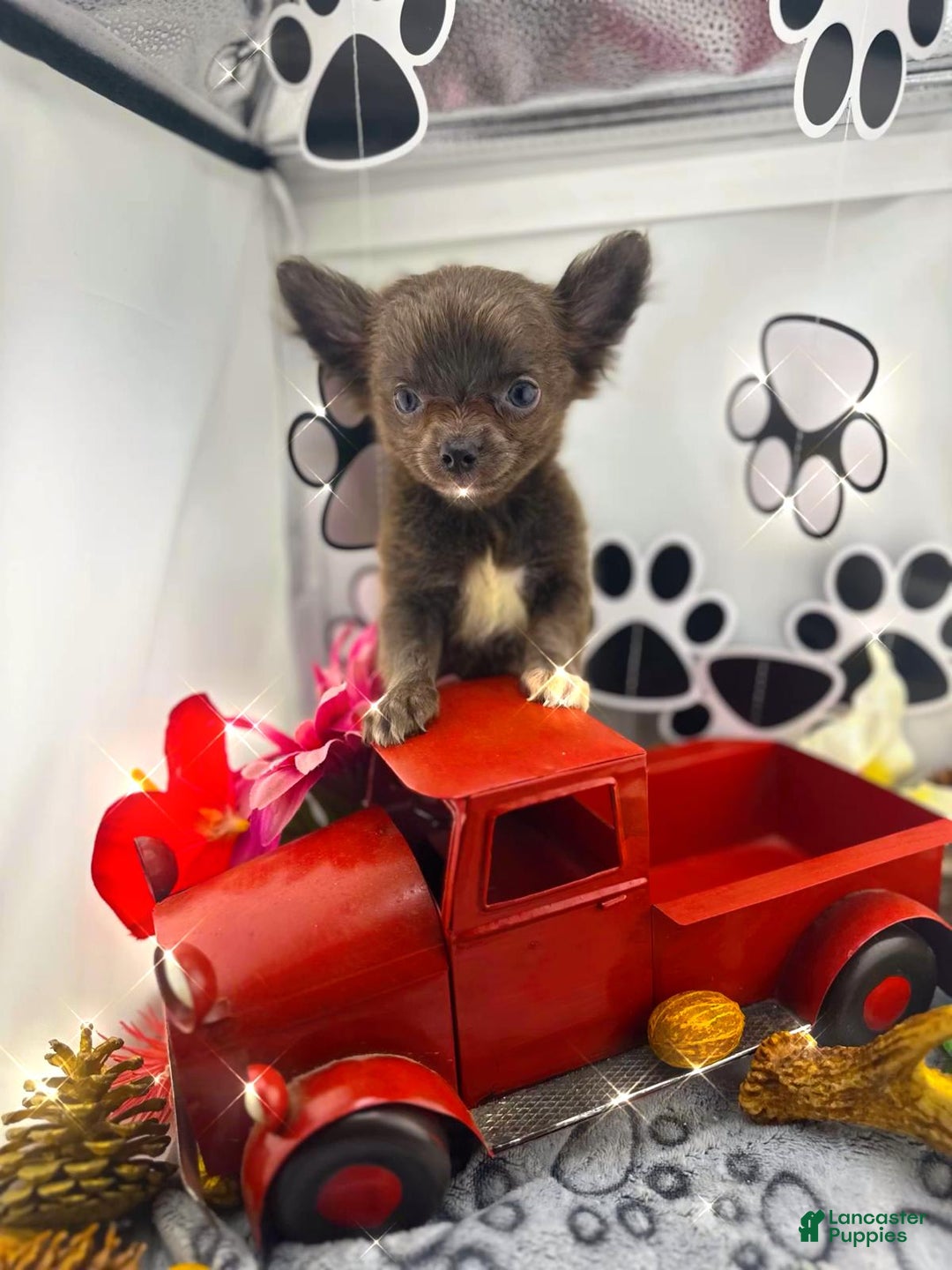 Chihuahua dogs for sale: Rosco - Image 2