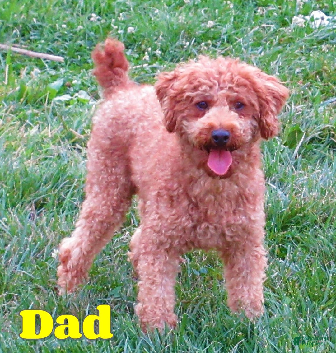 Shihpoo dogs for sale: Christopher - Image 9