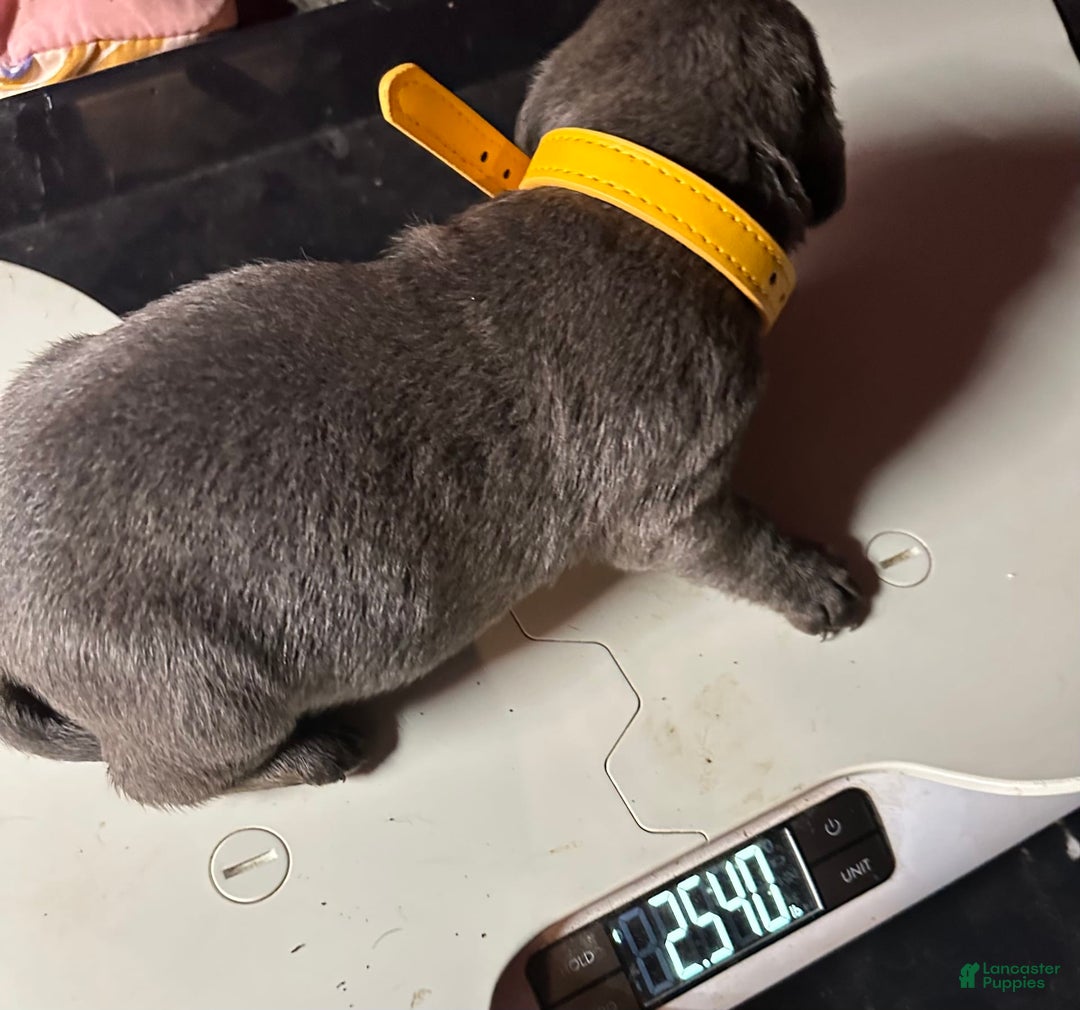Cane Corso dogs for sale: ICCF Polly - Image 4