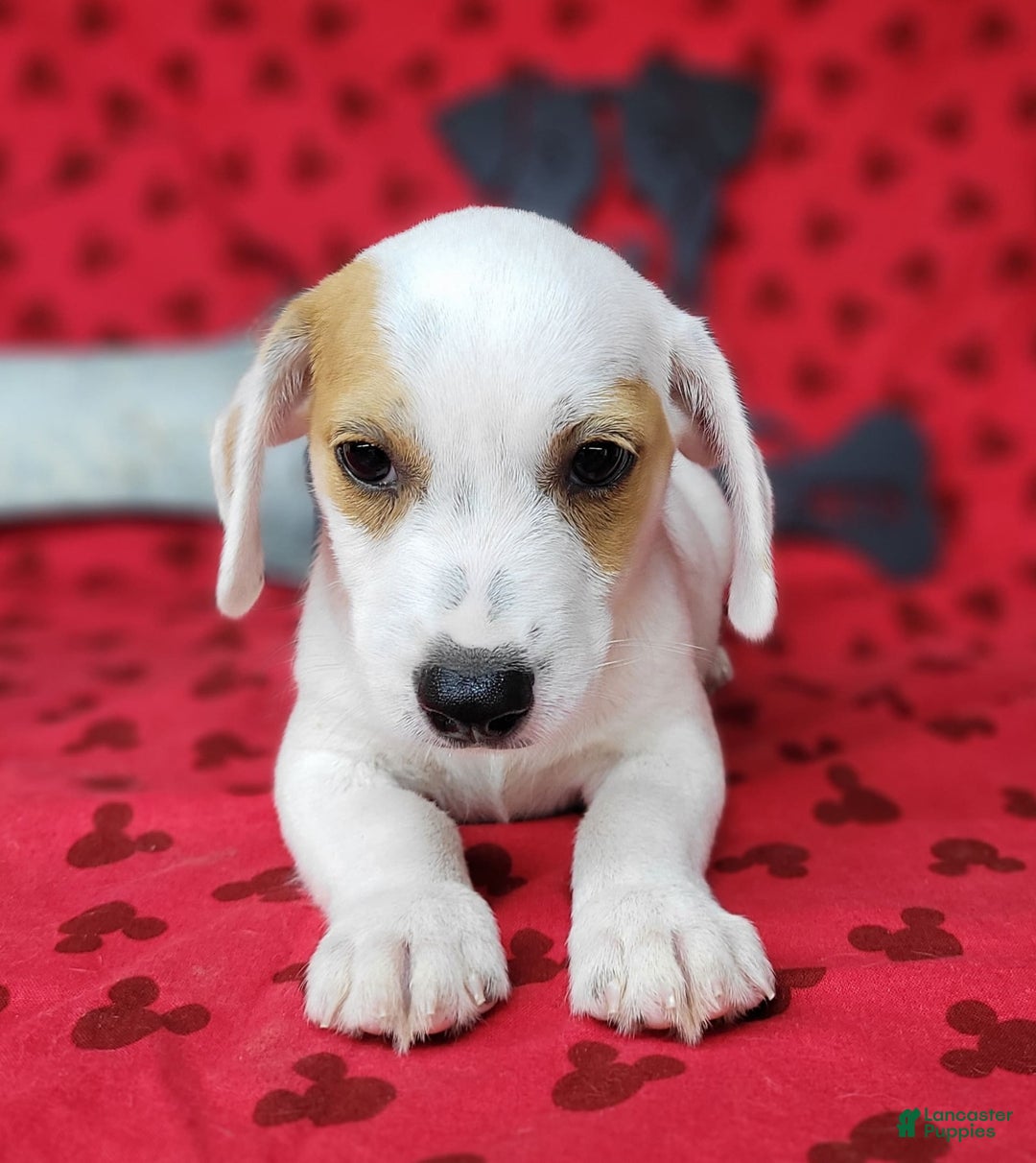 Jack Russell Terrier dogs for sale: Jagger Rough Coat Male - Image 8