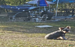 Miniature Schnauzer dogs for sale: Stella - Image 2