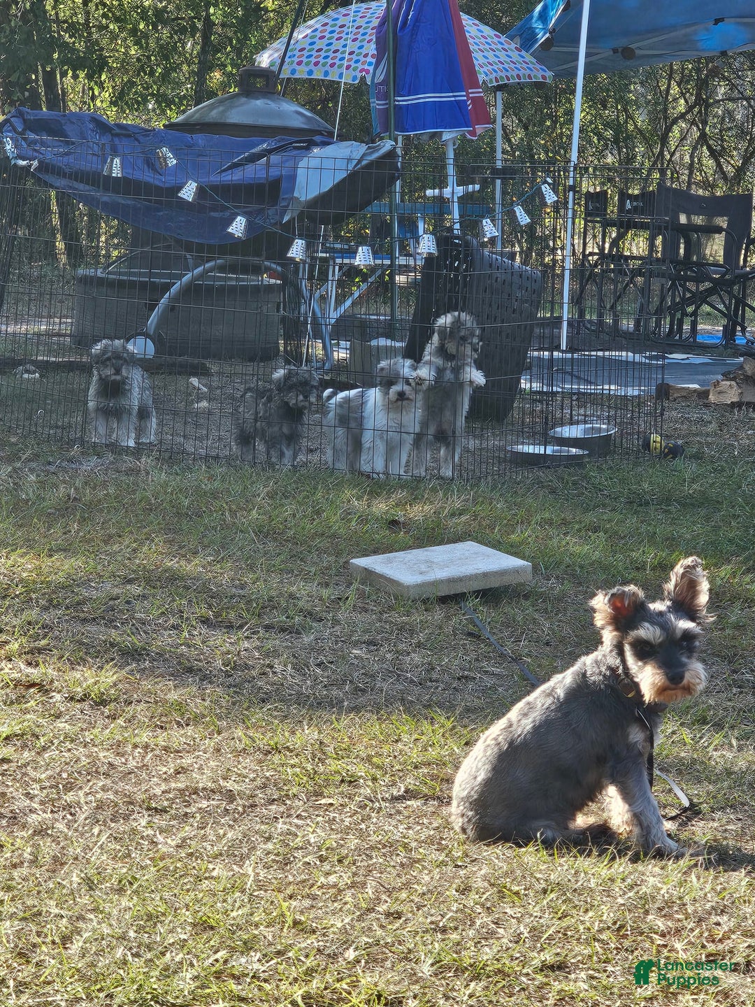 Miniature Schnauzer dogs for sale: Stella - Image 2