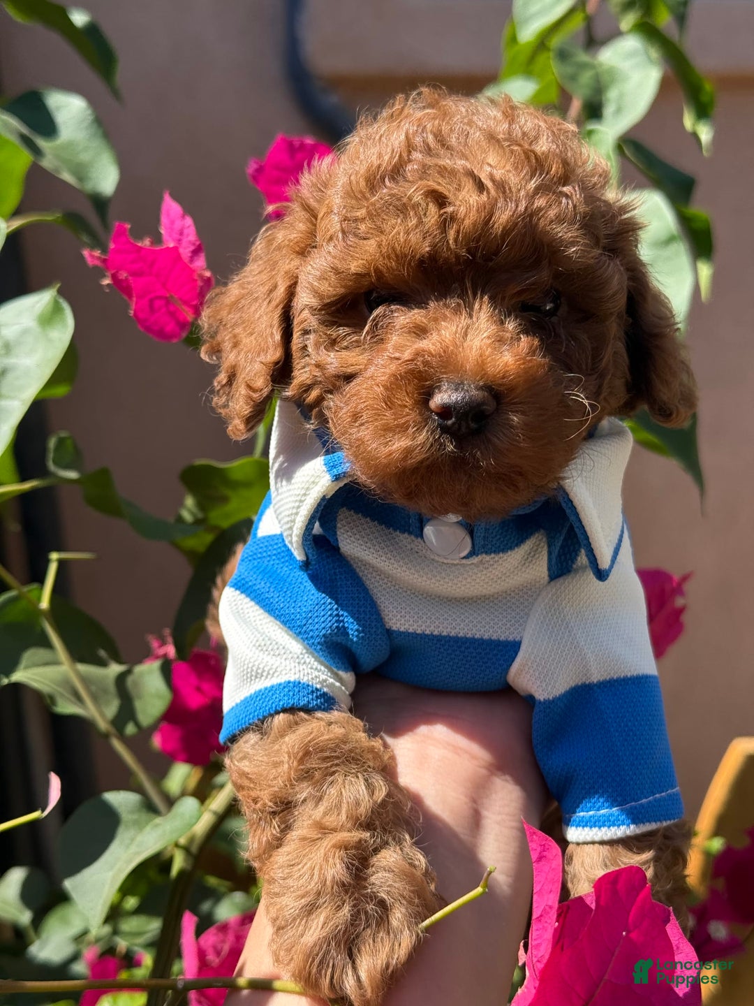 Toy Poodle dogs for sale: Pudding - Image 3