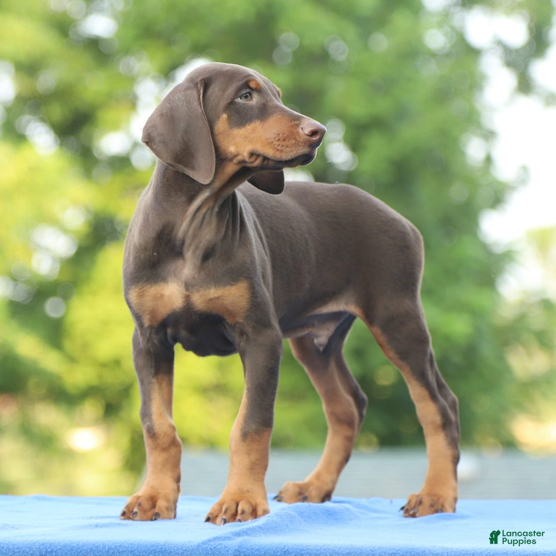 Doberman Pinscher dogs for sale: Rebel - Image 3