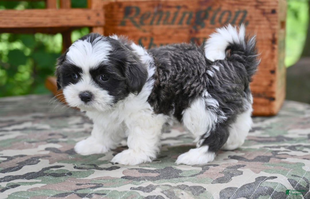 Shih Tzu dogs for sale: Buddy - Image 4