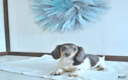 Miniature Dachshund dogs for sale: Isaac Rare Color - Image 4