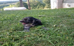 Cocker Spaniel dogs for sale: Oceon - Image 4